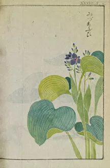 Iwasaki Tsunemasa Gallery: Water hyacinth (Eichhornia crassipes), woodblock print and manuscript on paper, 1828