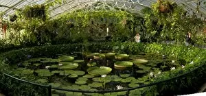 Palm House Collection: Water Lily house interior