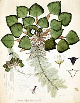 Botanical Art Collection: Watercolour on paper, no date (late 18th, early 19th century)