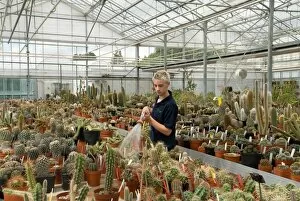 Horticulture Gallery: Watering cacti, RBG Kew