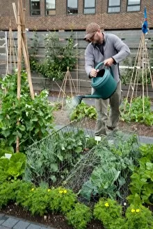 Edible plants Gallery: Watering a vegetable plot