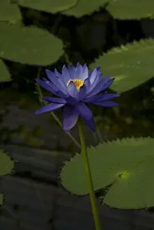 Tropical plants Gallery: waterlily
