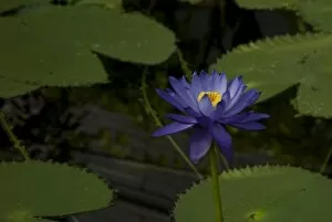 Blue Flower Collection: waterlily