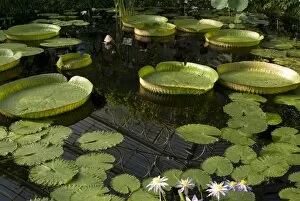 Tropical plants Gallery: waterlily