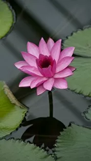 Tropical plants Collection: Waterlily
