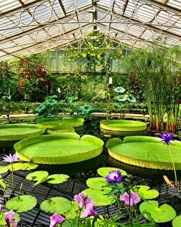 Nymphaeaceae Collection: Waterlily House