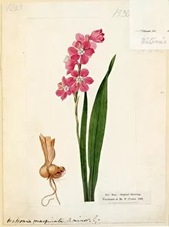 Watsonia marginata var. minor, 1813