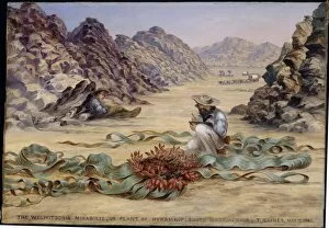 Landscapes Collection: The Welwitschia mirabilis