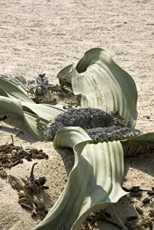 Living Fossil Gallery: Welwitschia mirabilis