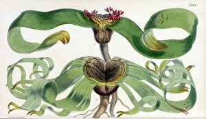 19th Century Collection: Welwitschia mirabilis, Hook. f