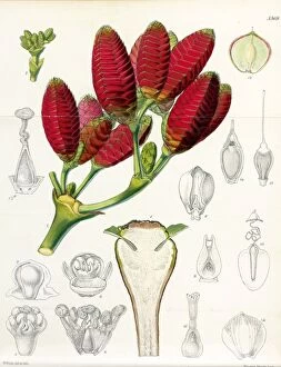 Botanical Art Gallery: Welwitschia mirabilis, Hook.f