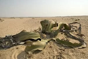 Sand Collection: Welwitschia mirabilis, Western Kalahari Desert