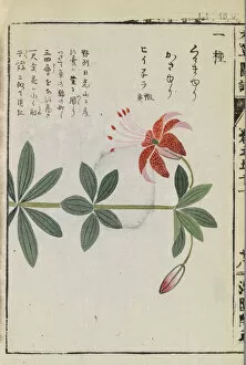 Images Dated 31st October 2017: Wheel lily (Lilium medeoloides), woodblock print and manuscript on paper, 1828