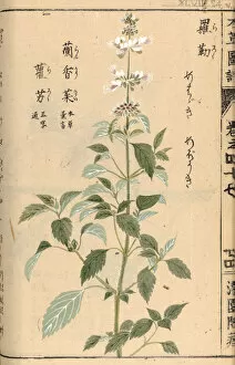 Asian Collection: White basil (Ocimum basilicum), woodblock print and manuscript on paper, 1828