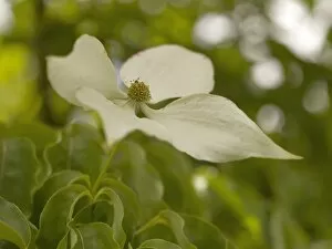 Cornaceae Gallery: white flower