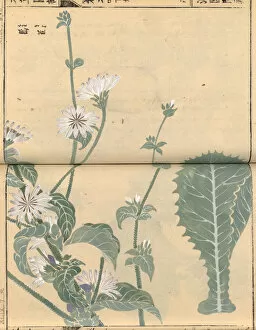 Japanese Collection: White-flowered endive, (Cichorium endivia) woodblock print and manuscript on paper, 1828
