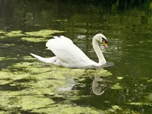 Wild Life Collection: White swan