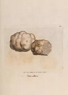 Botanical Art Collection: White truffle