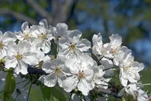 Trees and Shrubs Gallery: Wild Cherry