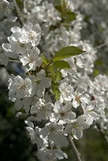 Trees and Shrubs Gallery: Wild Cherry
