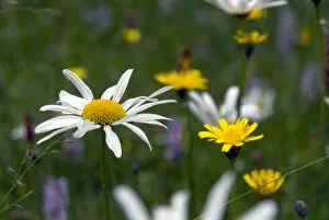 Wakehurst Place Collection: Wild flower in the Slips at Wakehurst Place