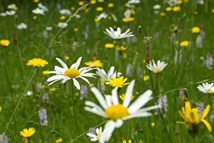 White Gallery: Wild flowers in the Slips at Wakehurst Place