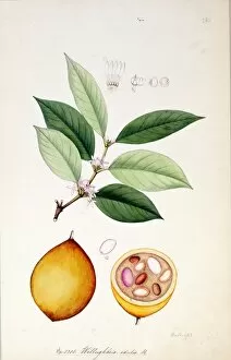 Watercolour On Paper Gallery: Willughbeia edulis, R