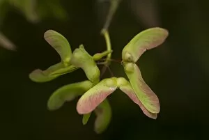 Aceraceae Gallery: Winged seeds