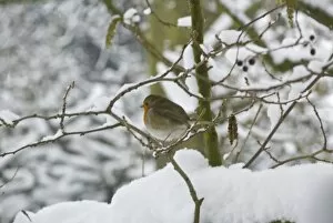Robin Collection: Winter robin