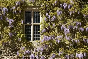 Fabaceae Gallery: Wisteria at Wakehurst Mansion