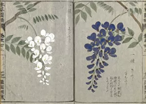 Double Page Collection: Wisteria (Wisteria brachybotrys), woodblock print and manuscript on paper, 1828