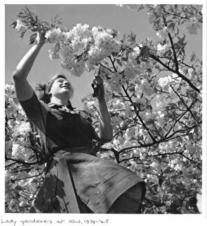 Images Dated 4th February 2015: Women gardeners at Kew, 1939-1945