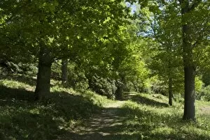 Sunshine Collection: Woodland path