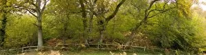 Panoramas Collection: Woodland at Wakehurst