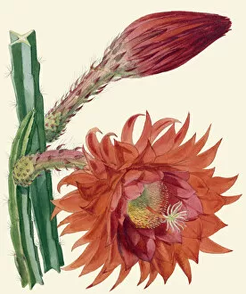 Cacti and Succulents Collection: x Disoselenicereus fulgidus, 1870