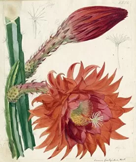 Water Colour Gallery: x Disoselenicereus fulgidus, 1870