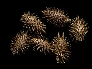 Images Dated 10th December 2008: Xanthium