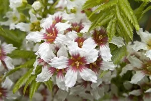 White Flower Gallery: Xanthoceras sorbifolium