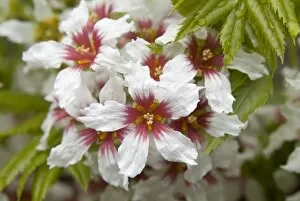 Close-ups Collection: Xanthoceras sorbifolium