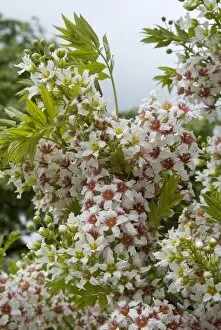 Close-ups Collection: Xanthoceras sorbifolium