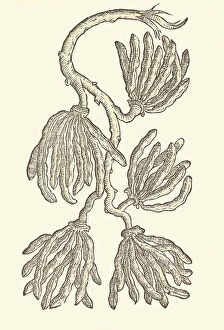 Plant Portrait Collection: Xylopia aethiopica, 1581