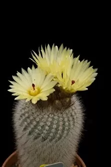 Cacti Collection: Yellow cacti