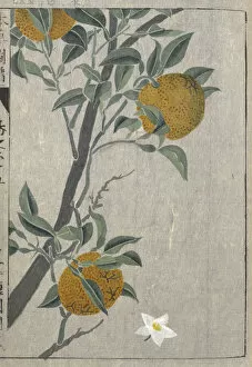 Double Page Collection: Yuzu, (Citrus junos), woodblock print and manuscript on paper, 1828