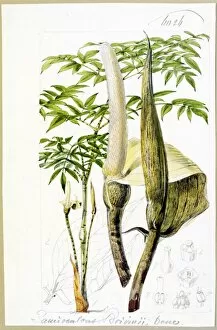 Botanical Art Collection: Zamioculcas boivinii, Dcne