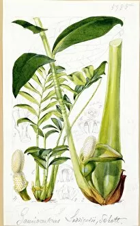 Botanical Art Gallery: Zamioculcas loddigesii Schott