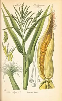 Edible plants Collection: Zea mays, corn