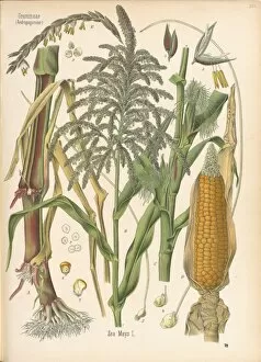 Watercolors Gallery: Zea mays, corn