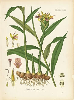Botanical Illustration Collection: Zingiber officinale, ginger