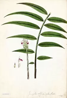Watercolour On Paper Gallery: Zingiber officinale, Roscoe (Ginger)