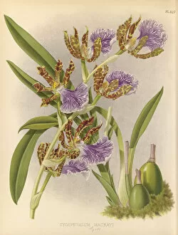 1890s Collection: Zygopetalum mackayi, 1882-1897